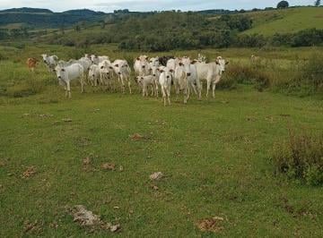 Rural de 3 quartos, Monte Santo de Minas · Sítio Dupla aptidão ,café ,boi ,milho