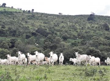 i1OFNY_3946445c13d1ff8f_TQ2YzEwNDUwMjZh_o.jpg · Fazenda / Sítios / Chácaras com 1 quarto à venda em Carmo Da Mata, no bairro Centro