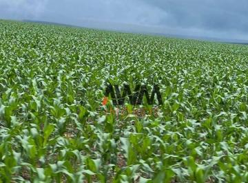 71c8541730705df7ca7201cd77cd21f85acd4299 · Fazenda à venda, 67900000 m² por R$ 150.000.000,00 - Zona Rural - Nova Maringá/MT