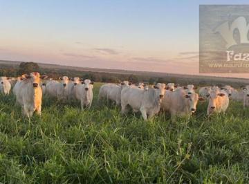 Rural , Campo Grande · ML FAZENDAS - Campo Grande – MS com 331 Hect Propriedade Rural Diferenciada.