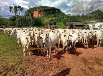Rural , Rondonópolis · ML FAZENDAS - RONDONOPOLIS – MT com 2.508,00 hect