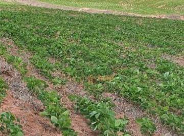 1c99d183c8d875f7d7d9f15c8dde95aacc0546da · Fazenda à venda, 350 alqueires por R$ 128.000.000 - Região de Itapetininga/SP