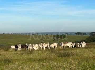 Rural · 20812m² · Sítio no Córrego do Bacuri - Rubinéia -SP