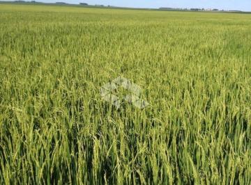 308389_i3y62he254tqZRF794Q5_3083896424345f167a1.jpg · Fazenda à venda em Uruguaiana no RS