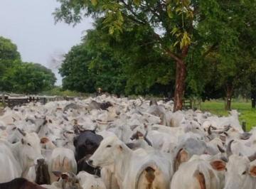Fazenda  com 275 Alqueires para venda · Fazenda  com 275 Alqueires para venda