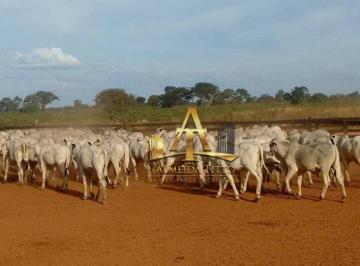 06f975f5d3c768f34360a46f58cb7e4d7704d9df · Fazenda para Venda em Poconé - MT - Confira!