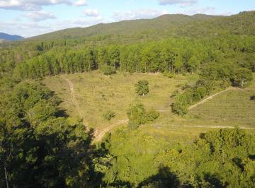 Rural de 10 quartos, Pirenópolis · OPORTUNIDADE! FAZENDA DE EUCALIPTO OU GADO A VENDA EM PIRENÓPOLIS-GO.
