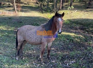 evxupmq2ntm3oduyntiyotm0_md · Sitio na serra Rio Rufino SC, todo plano 30.000 metros com riacho pastagem venda