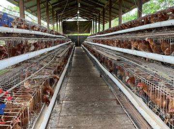 Rural · 18200m² · 2 Quartos · 10 Vagas · Chácara rendendo R$15 mil reais por mês, a 15 minutos do shopping