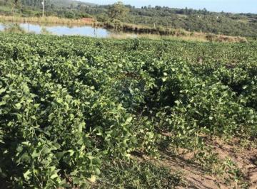 Rural · 825000m² · 8 Quartos · 8 Vagas · Oportunidade Imperdível: Fazenda Produtiva em Encruzilhada do Sul!