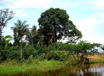 Terreno , Autazes · Terreno em Autazes de 362 hectares