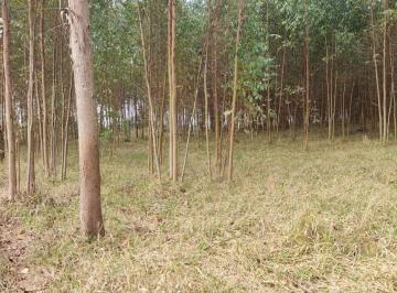 Foto 01 · Sítio Área Total de 2,65 Alqueires 2 Alqueires de Eucalipto Aproximadamente Com idade de 1,5 (Um Ano