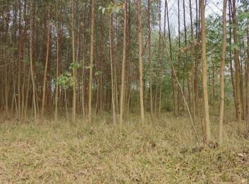 Foto 02 · Sítio Área Total de 2,65 Alqueires 2 Alqueires de Eucalipto Aproximadamente Com idade de 1,5 (Um Ano