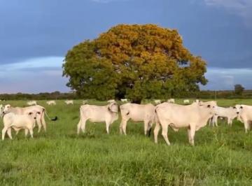 Fazenda a venda Formoso do Araguaia Tocantins · Fazenda a venda, 2.646 Hectares, Tocantins, Formoso do Araguaia, 80 Milhões