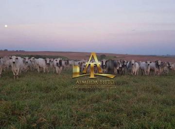 282552921c1792518aa398c43d07209cd2b203e3 · Fazenda à venda na Região de Marilia- SP