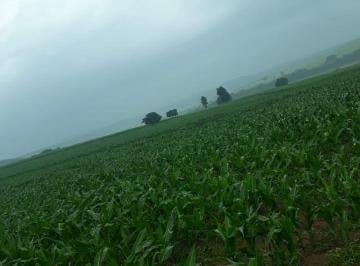 Rural , Anhembi · FAZENDA ANHEMBI