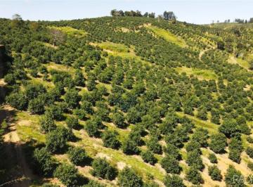 Rural · 6220000m² · 10 Quartos · 10 Vagas · Fazenda completa para Cultivo de Macadâmia, 622ha, à venda em São Sebastião da Grama