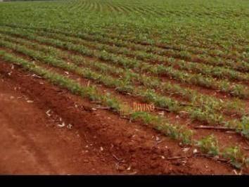 a7c35dc2055f07b164d6768115679788a1d04cb9 · Fazenda à venda, 200 Alqueires por R$ 60.000.000 - Itapeva/SP