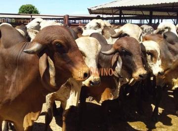d42e6e95d1a588671c5499955d58a907687cb03b · Fazenda à venda, 773 Alqueires por R$ 100.000.000 - Zona Rural - Serra Azul/SP