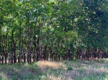 Rural · 338800m² · Fazenda em Mirandópolis/SP