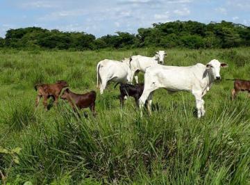 Rural · 7000ha · Fazenda 7mil ha em João Pinheiro, para gado, com Rio