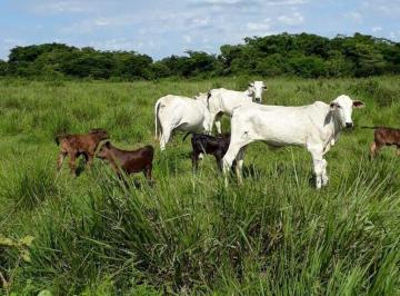 Rural · 7000ha · Fazenda 7mil ha em João Pinheiro, para gado, com Rio