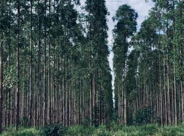 Rural de 3 quartos, Tomazina · FAZENDA DE DUPLA APTIDÃO 