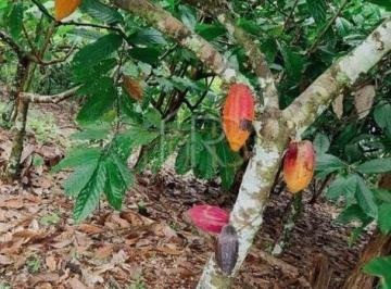 Rural · Fazenda localizada na rodovia Pontal / Buerarema
