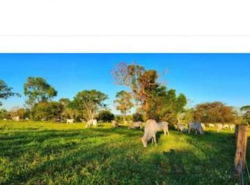 Rural , Ribas do Rio Pardo · FAZENDA DE PECUÁRIA