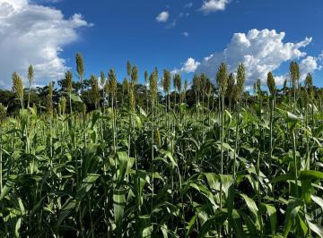 Rural , Monte Alegre de Goiás · FAZENDA NO GOIÁS COM 2.725 HECTARES DE PORTEIRA FECHADA COM TUDO DENTRO !!