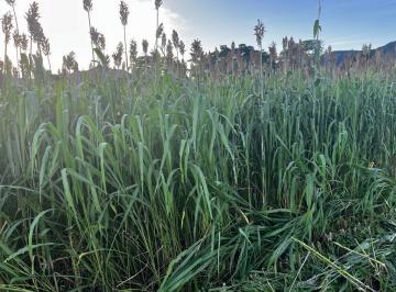Rural , Niquelândia · FAZENDA DE 265 ALQUERES EM NIQUELANDIA COM E 150 ALQUERES JÁ PLANTADO!!