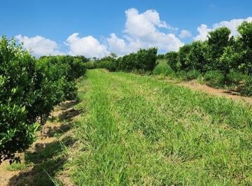 b18e7ad3ef56e0e2703cd2c979ba540c.jpg · Fazenda / Sítios / Chácaras com 3 quartos à venda em Três Corações, no bairro Zona Rural