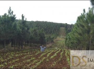 Foto 01 · FAZENDA COM PINUS A VENDA NA REGIÃO DE REGISTRO-SP