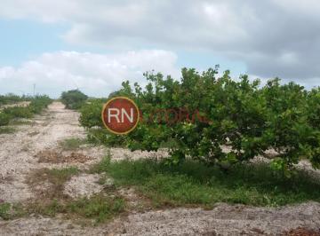 20250826071958636.jpg · Granja para Venda em Ceará-Mirim, Santa Águeda, 2 dormitórios, 1 banheiro
