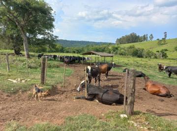 Foto 01 · Fazenda 30 alqueires, atualmente  com gado leiteiro com a produção de 350 litros/dia, chegou a tirar