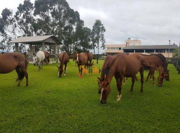 ac568d165f30a437a6068f2887eeb27ba72f7779 · Haras com 5 dormitórios à venda, 520000 m² por R$ 20.100.000,01 - Tijucas do Sul - Tijucas do Sul/PR