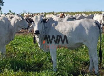 573974b4b83025c02e250da24117f62dfb08e7a1 · Fazenda à venda, 31500000 m² por R$ 60.000.000,00 - Fazenda - Paranatinga/MT