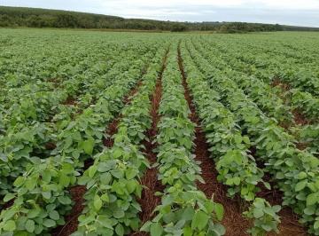 Rural · 445ha · 1 Quarto · Fazenda de 184 alqueire (445 hectares) Mato Grosso do Sul MS, plantada em soja