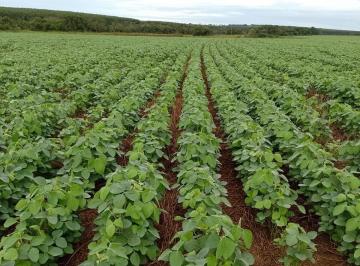 Rural · 445ha · 1 Quarto · Fazenda de 184 alqueire (445 hectares) Mato Grosso do Sul MS, plantada em soja