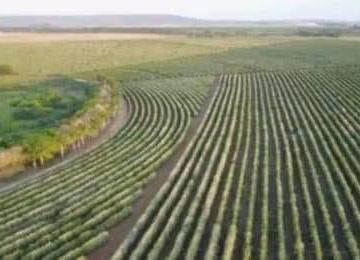 Rural de 4 quartos, Brasília · FAZENDA EM PATROCÍNIO EM MINAS GERAIS ÓTIMA PARA PLANTAÇÃO!!