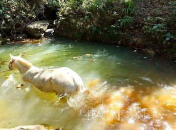 Rural · 70000m² · 10 Quartos · 10 Vagas · Venda Fazenda Encantadora em Sodrelândia - Descubra a Natureza Exuberante