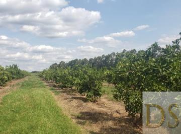 Foto 01 · FAZENDA DE LARANJA DE 176 ALQUEIRES NA REGIÃO DE ARARAQUARA-SP