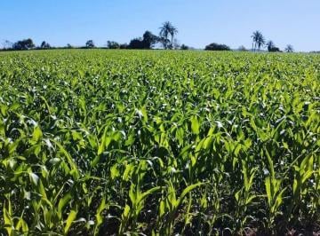 Rural de 1 quarto, São Gotardo · VENDO FAZENDA 110 HECTARES CULTURA PECUARIA REGIAO DE SAO GOTARDO ( 6199 )