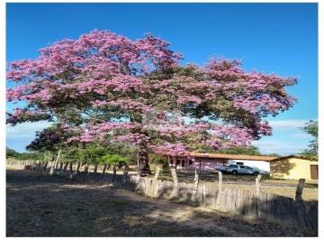 1f104f56ff141483b3cb2d237c65de9e.jpg · Fazenda com 600 hectares, com 400 hectares de capim