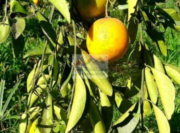 Rural · 18000m² · 3 Quartos · 3 Vagas · - Sítio de 18 mil m² com várias frutíferas. Ótimo local.