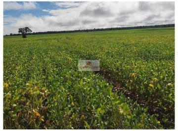 98a84c6ad167036fff04f583fd3af5a5.jpg · Fazenda com 2400 hectares, 800 hectares produindo ha 4 anos (ha 2 anos não planta)