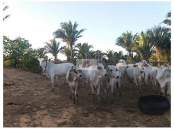 7a83f41aea985f7e0062f001f8e71a02.jpg · Fazenda com 320 hectares, dupla aptidão