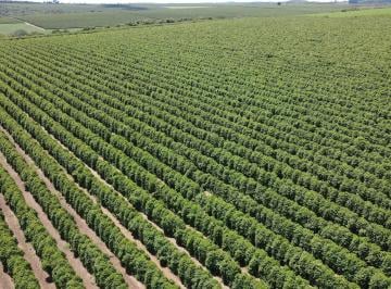 Foto 01 · FAZENDA PRODUTORA DE CAFÉ À VENDA EM PATROCÍNIO/MG