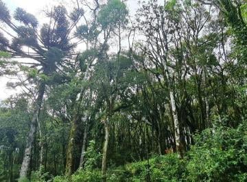 Terreno · 801m² · Terreno à venda por R$ 480.000,00 - Vale do Bosque - Gramado/RS