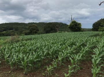 Rural de 4 quartos, Rio Quente · VENDO/TROCO FAZENDA REGIAO DE RIO QUENTE-GO ( 6205 )